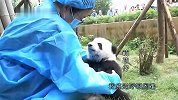 搞笑奇趣-萌呀榜之进击的熊猫