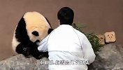 熊猫抱住饲养员的手臂撒娇，饲养员：你不想吃竹子？下一秒笑翻了