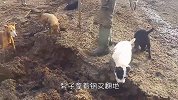 男子正在翻地，狗群却围在四周，泥土掀开瞬间一拥而上！