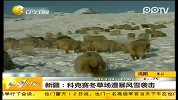 科克赛冬草场遭暴风雪袭击