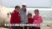 鲸鱼尸体冲上加州海难 游客不顾恶臭围观