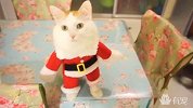 喵星人办成圣诞老猫跳舞，主人心脏实在受不了