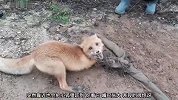 狐狸被卡在路边，路过大叔不怕困难，直接上前救其脱困