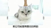 宠物冷知识：如何正确与流浪猫相处？