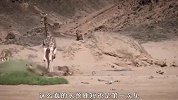 狮子捕食长颈鹿，长颈鹿爸爸太紧张，小鹿惨遭鹿爸爸踩踏