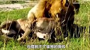 母狮不愿屈服于雄狮，雄狮当即痛下杀手，把它按在地上疯狂撕咬
