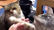 宠物解说：十只猫有八个手很贱，你还想养吗？