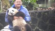 奶爸强迫熊猫拍照，结果熊团子百般不配合，场面笑爆了
