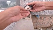 烂尾楼里的小奶猫，迷离的眼神里满是悲伤，孤零零的让人同情