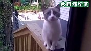 主人出门忘记喂猫咪了，回到家一看，接下来请大家憋住别笑