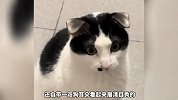 《猫和不同品种生宝宝》你知道长什么样吗？