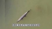 又是“怪鱼”？宁夏银川再现鳄雀鳝踪迹，目击者：体长六七十公分