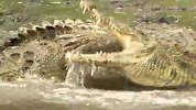目击鳄鱼互殴现场，场面激烈凶暴，你绝对没见过！
