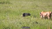 母狮被野牛顶死，其他的狮子为它报仇，野牛母子插翅难逃