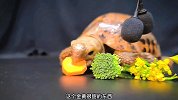 巨龟看着五个小弟献上的美味佳肴，开始美美的吃了起来