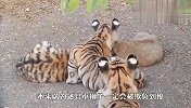 狮子宝宝失去妈妈，饲养员把它丢进老虎笼，结局太意外