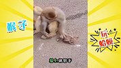 这群猴子真大胆，把癞蛤蟆放手里玩！