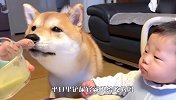 铲屎官给小主人喂饭，结果柴犬也想吃，下一秒笑翻了