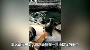 海豹因为叫声难听，下一秒被猫揍了，网友直呼-笑不活！