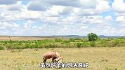 猎豹辛苦捕获羚羊，鬣狗二话不说就开抢，结果却反倒救了羚羊