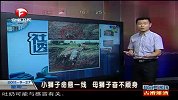 小狮子坠崖命悬一线 母狮子救子奋不顾身