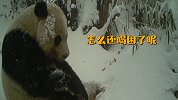 可爱到犯规！野生大熊猫雪地刨水喝 结果喝到醉氧犯困