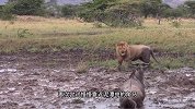 角马在泥潭中和雄狮玩抱摔，不到三回合就被雄狮按在地上摩擦