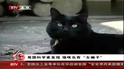 英国科学家发现猫咪也有左撇子