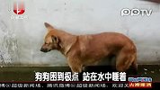 狗狗困到极点站在水中睡着