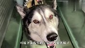 哈士奇被主人带去减肥，没想到这么逗，镜头记录爆笑全程