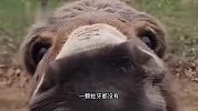驴：少跟我套近乎，一看你就不是正经驴