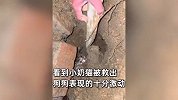流浪狗为救猫咪着急哀嚎，疯狂刨土一小时至双爪出血，同学合力帮忙成功解救