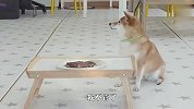 牛排摆在跟前主人却不在，柴犬会偷吃吗？下一秒忍住别笑
