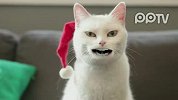 我让这猫弄得笑了一整天了太销魂了（圣诞）