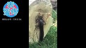 表蛋疼-20160423-把树锯到后从里面爬出了奇怪的生物