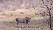 狮子忽然倒地，四条腿不停抽搐，“真凶”令同伴束手无策！