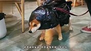狗：他们花好几百买的衣服和我身上这件效果一样，能省就省