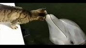 又是一个跨越种族的爱！小猫海豚玩耍其乐融融