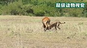 猎豹捕食高角羚，不久便结束了战斗，真是太厉害了