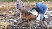 野马被困沼泽无法自拔，过路老人暖心营救，野马反应很灵性