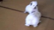 好爱挑衅！又圆又贱的小白狗