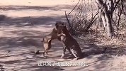 花豹捕猎土狗，一口咬住土狗的脖子不松开，狗狗无力挣扎！