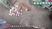 大妈救了一只猫咪，猫咪为报答救命之恩，不分昼夜给大妈送手套
