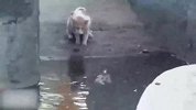 猫咪在水池边捉鱼，忽然冒出来一条鳄鱼：是鱼不？是鱼都归我管