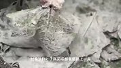 这才是红薯叶正确的做法，分享好吃小技巧，鲜嫩入味，吃着超解馋