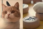没见过这么戏精的猫！千万不要在跟你家猫下棋时玩心眼