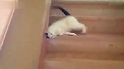可爱小猫爆笑下楼方式