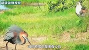 苍鹭辛苦捕猎食物，鱼鹰却试图抢走猎物，奈何实力不允许