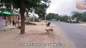 一个马面突然跑过来，流浪狗见了拔腿就跑，差点就当场去世