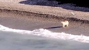 死去的海象躺在海边，北极熊趁机捡便宜，却把自己坑惨了